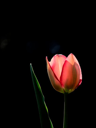 Closeup of a red tulip on black backgroundの写真素材