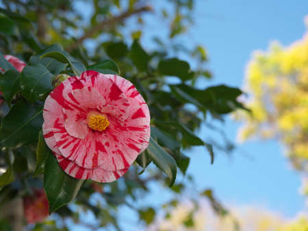 Tokyo,Japan-March 24,2021: Closeup of variegated pink and white Camelliaの写真素材