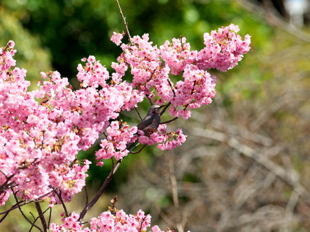 Tokyo,Japan-March 24, 2021: A brown-eared bulbul or Hiyodori on Cherry blossom flowersの写真素材
