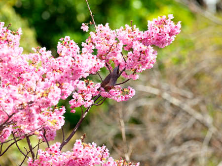 Tokyo,Japan-March 24, 2021: A brown-eared bulbul or Hiyodori on Cherry blossom flowersの写真素材