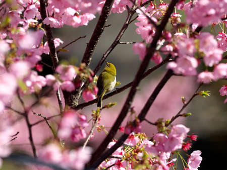 Tokyo,Japan-March 24, 2021: A Warbling white-eye or Mejiro on pink Cherry blossom flowersの写真素材