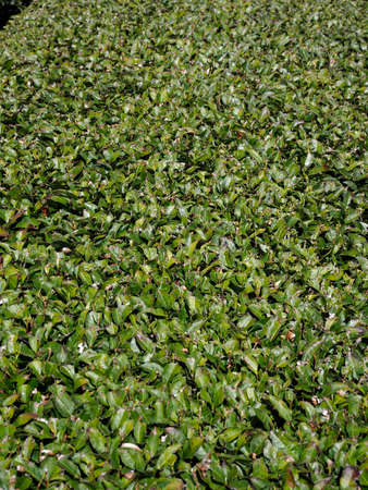 Kyoto,Japan-March 31, 2021: Tea field in spring at Waduka, Kyotoの写真素材