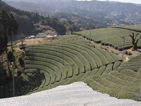 Kyoto,Japan-March 31, 2021: Tea field covered with net in spring at Waduka, Kyotoの写真素材