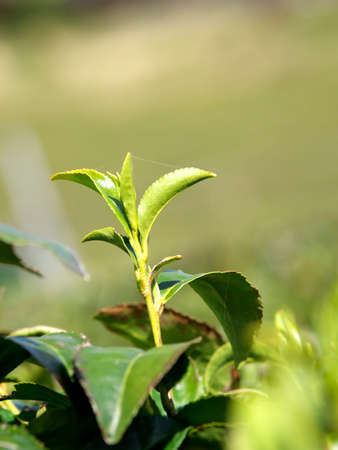 Kyoto,Japan-March 31, 2021: Sprout of Tea in spring at Waduka, Kyotoの写真素材