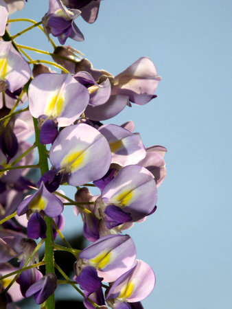 Closeup of Purple wisteria flowers in springの写真素材