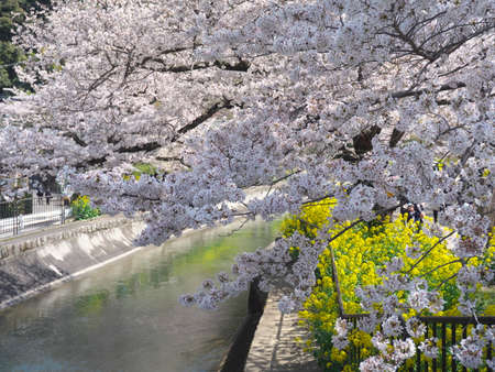 Kyoto,Japan-Marh 27, 2021: Beautiful cherry blossoms along Biwako Sokui or Lake Biwa Canal in Kyoto, Japanの写真素材
