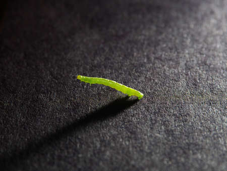 Closeup of green worm or caterpillar on black backgroundの写真素材
