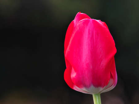Closeup of red tulip in flowerbedの写真素材