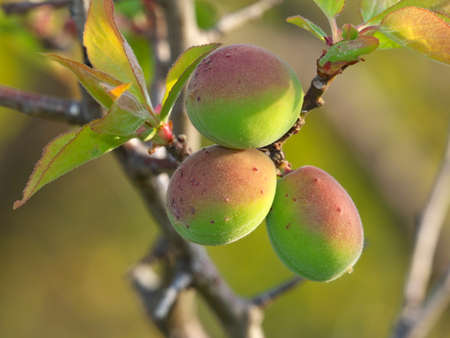 Closeup of Ume fruit or Japanese apricotの写真素材