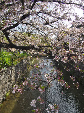 Kyoto,Japan-April 3, 2021: Kyoto Gion Shirakawa area in the morningの写真素材