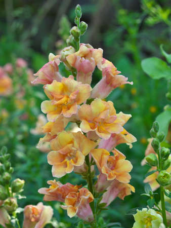 Tokyo,Japan-April 15, 2021: Closeup of beautiful snapdragon flower in a gardenの写真素材