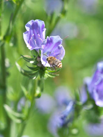 Tokyo,Japan-April 15, 2021: Closeup of Echium and a bee in a garden