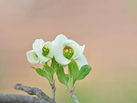 Tokyo,Japan-April 16, 2021: Closeup of White Flowering Dogwood or Cornus florida on pink background,の写真素材