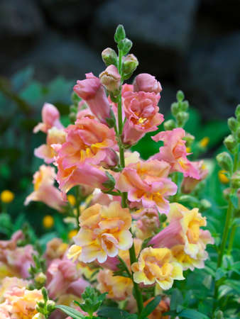 Tokyo,Japan-April 15, 2021: Closeup of beautiful snapdragon flower in a garden
