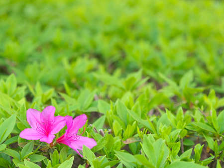 Isolated two red azalea flowers on green leaves backgroundの写真素材