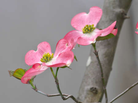 Tokyo,Japan-April 14, 2021: Closeup of Pink Flowering Dogwood or Cornus florida in the rainの写真素材