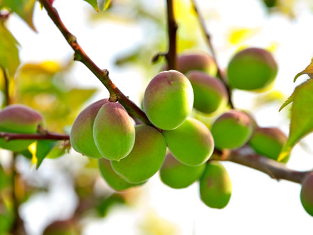 Closeup of Ume fruit or Japanese apricotの写真素材