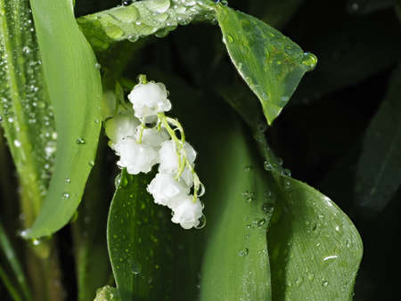 Lily of the valley or Convallaria majalis in the rainの写真素材