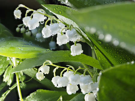 Lily of the valley or Convallaria majalis in the rainの写真素材