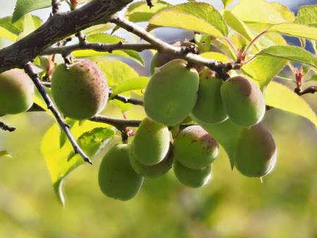 Closeup of Ume fruit or Japanese apricotの写真素材