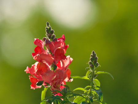 Closeup of beautiful snapdragon flower in the sunの写真素材