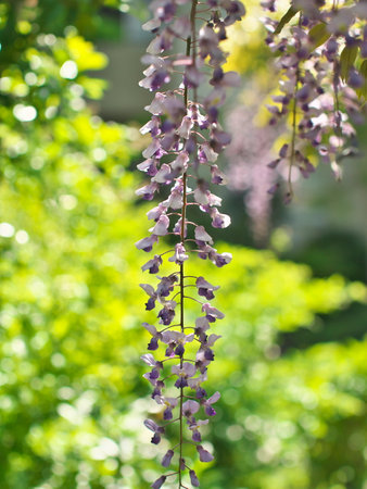 Purple wisteria flower in springの写真素材