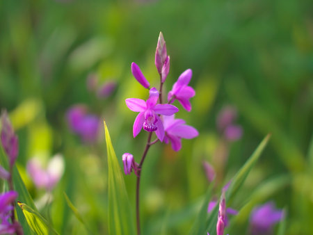 Closeup of purple urn orchid or Shiranの写真素材