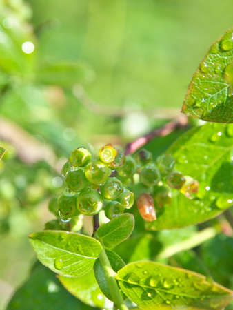 Young blueberry fruit after the rainの写真素材