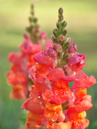 Closeup of beautiful snapdragon flower after the rainの写真素材