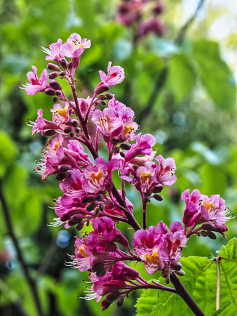 Tokyo,Japan-May 3, 2021: Isolated red horse-chestnuts or Conker treeの写真素材