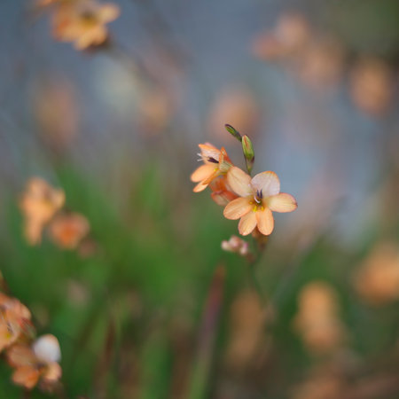 Tokyo,Japan-May 6, 2021: Closeup of Tritonia or flame freesiaの写真素材