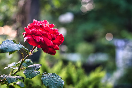 Tokyo,Japan-May 8, 2021: Closeup of red roses -- Breed Fruiteの写真素材