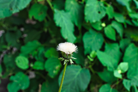 Tokyo,Japan-May 11, 2021: Closeup of dandelion just before the change to puffball or parachute ballの写真素材