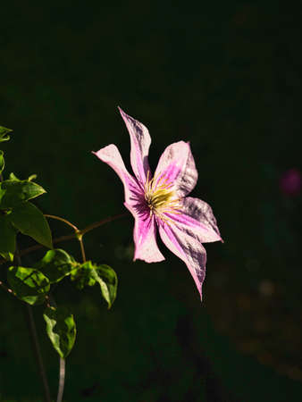 Tokyo,Japan-May 14, 2021: Closeup of Clematis Caroline in springの写真素材