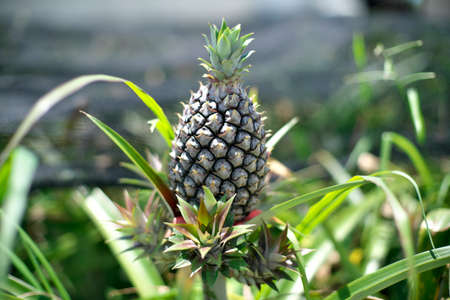 Okinawa,Japan-May 21, 2021: A pineapple in an agricultural farm in Ishigaki island, Okinawa, Japanの写真素材