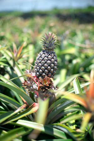 Okinawa,Japan-May 21, 2021: A pineapple in an agricultural farm in Ishigaki island, Okinawa, Japanの写真素材