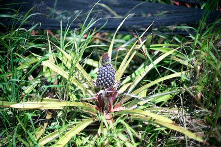 Okinawa,Japan-May 21, 2021: A pineapple in an agricultural farm in Ishigaki island, Okinawa, Japanの写真素材