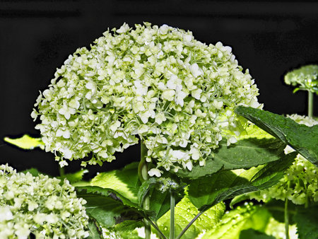 Tokyo,Japan-May 28, 2021: Hydrangea flower in full bloom after the rain in the morningの写真素材