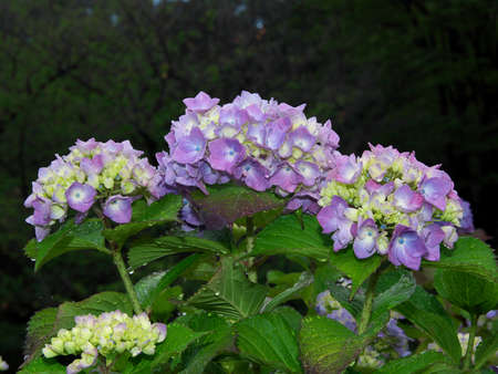 Tokyo,Japan-May 28, 2021: Hydrangea flower in full bloom after the rain in the morningの写真素材