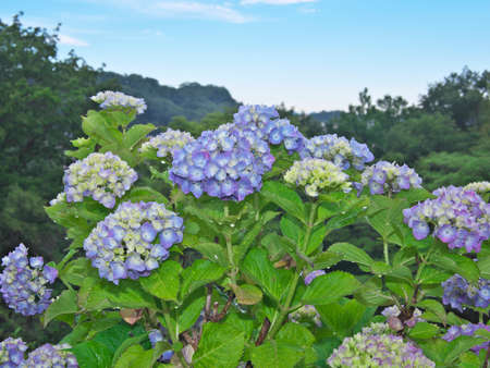 Tokyo,Japan-May 28, 2021: Hydrangea flower in full bloom after the rain in the morningの写真素材