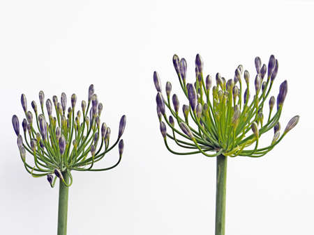 Tokyo,Japan-June 10, 2021: Closeup of Agapanthus flowers on white backgroundの写真素材