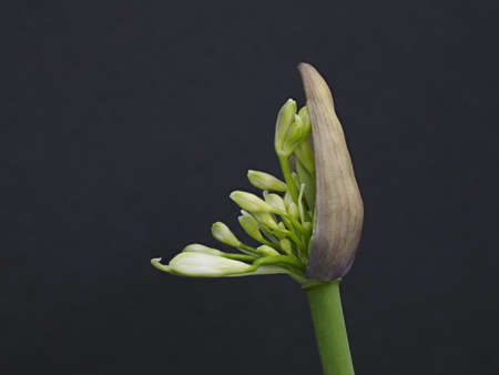 Tokyo,Japan-June 10, 2021: Closeup of Agapanthus Bud on black backgroundの写真素材