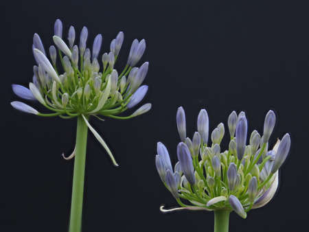 Tokyo,Japan-June 10, 2021: Closeup of Agapanthus flowers on black backgroundの写真素材