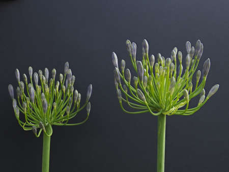 Tokyo,Japan-June 10, 2021: Closeup of Agapanthus flowers on black backgroundの写真素材