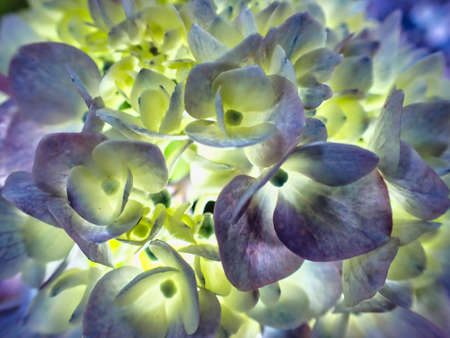 Tokyo,Japan-June 10, 2021: Backside-illuminated Hydrangea flower in full bloomの写真素材