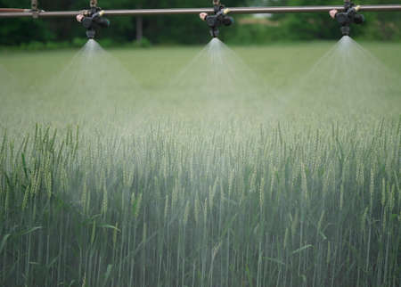 Watering Wheat field in Ozora, Hokkaido, Japan, in summer