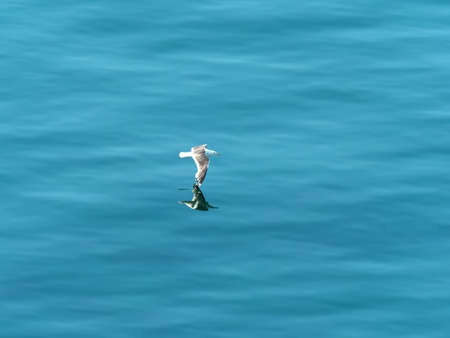 Hokkaido,Japan - June 22, 2021: A seagull flying over the sea in Shiretoko, Hokkaido, Japan on trees backgroundの写真素材