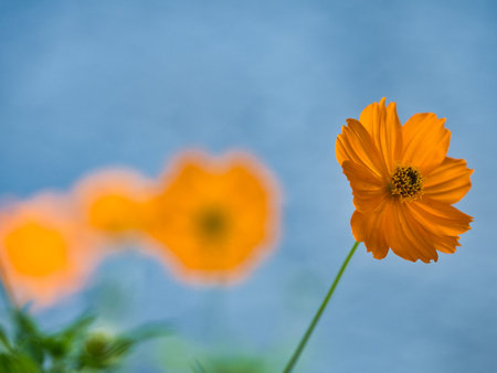 Tokyo,Japan-July 18, 2021: Closeup of Cosmos sulphureus or sulfur cosmos or yellow cosmos under summer blue skyの写真素材