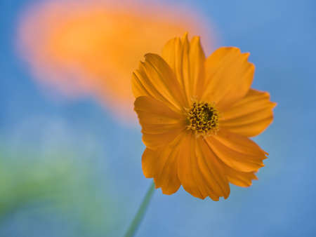 Tokyo,Japan-July 18, 2021: Closeup of Cosmos sulphureus or sulfur cosmos or yellow cosmos under...