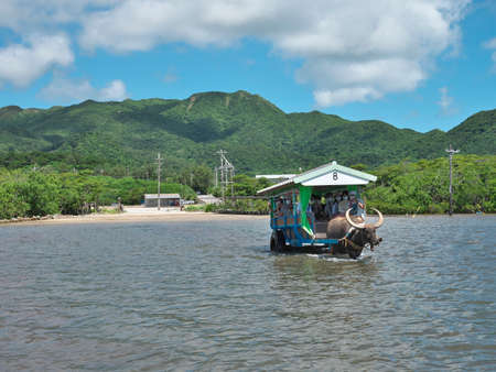 Okinawa,Japan - July 13, 2021: Water buffalo drawn cart for sightseeing in Yubu island, Okinawa, Japanのeditorial素材